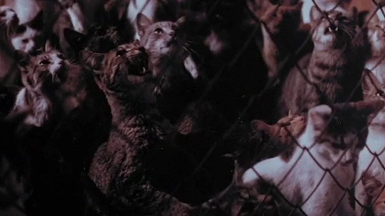 The Night Of A 1000 Cats